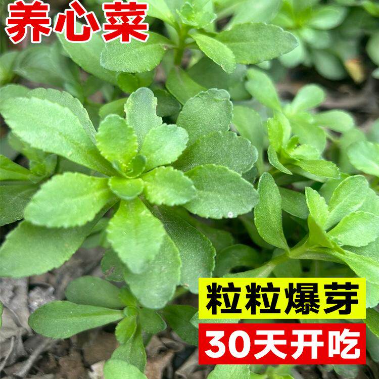 养心菜种子高钙救心菜根苗夏季蔬菜种孑菜种籽播种高产菜籽四季种