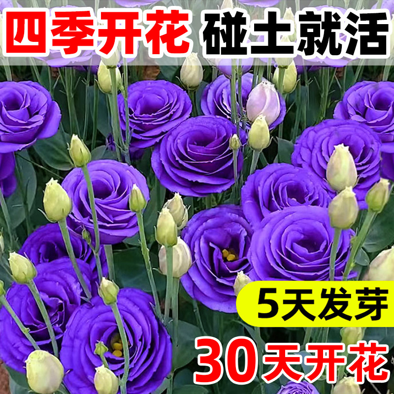 进口重瓣洋桔梗花种籽混色易活花卉种籽子四季播种开花室内外花籽