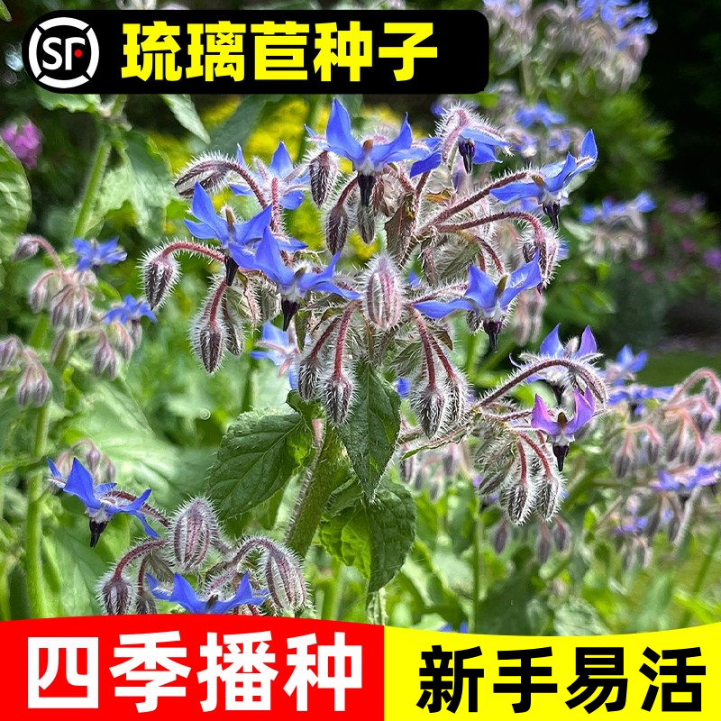 琉璃苣籽四季种植开花易活盆栽苗花种籽孑阳台庭院可食用蔬菜种子