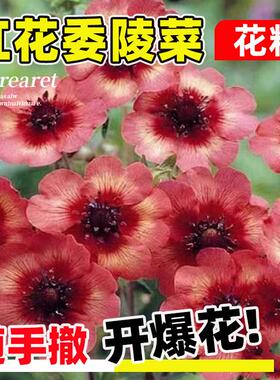 红花委陵菜种子匍匐垂吊尼泊尔委陵菜种籽四季开花易活耐寒耐荫苗