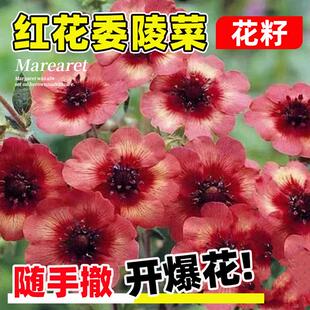 红花委陵菜种子匍匐垂吊尼泊尔委陵菜种籽四季开花易活耐寒耐荫苗
