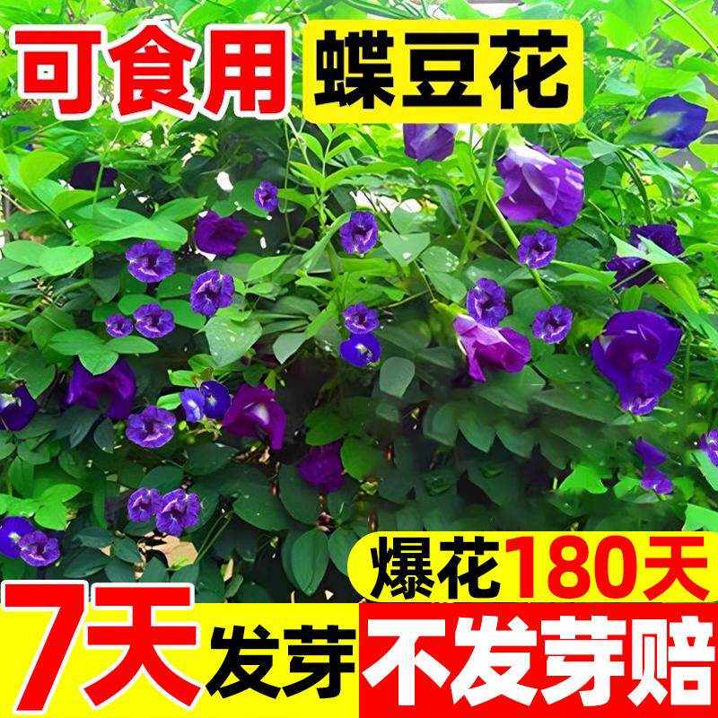 蝶豆花种子蓝蝴蝶花籽四季种植开花易活爬藤植物阳台庭院盆栽花苗