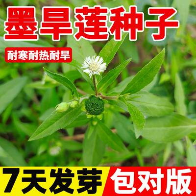 墨旱莲种子野生旱莲草水旱莲莲子草墨菜鳢肠金陵草旱莲子乌田草籽
