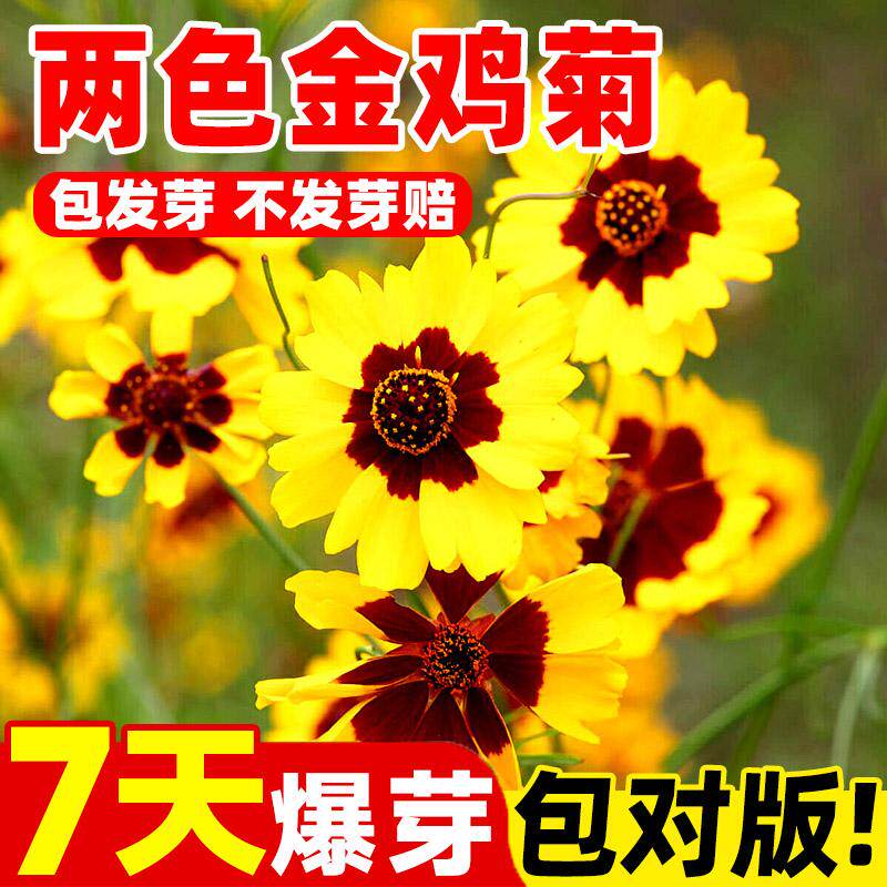 两色金鸡菊种子蛇目菊金钱菊四季播种花海绿化花卉种籽孑庭院盆栽