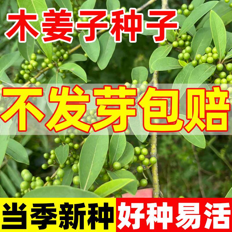 木姜子种子四季种植易活通豆花木疆花干毛菇蘸水特色调味料香草籽