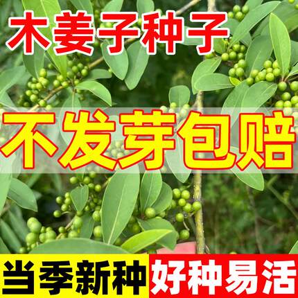木姜子种子四季种植易活通豆花木疆花干毛菇蘸水特色调味料香草籽