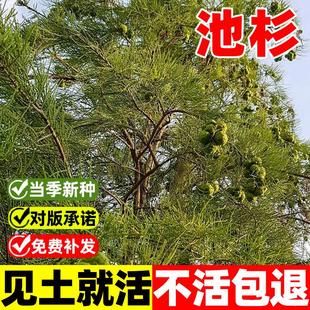 池杉种子林木种子杉树种子迟杉种子松柏类种子造林种子林木树种子