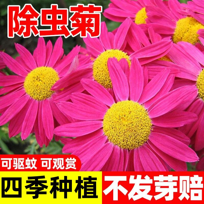 除虫菊花种籽驱蚊花籽艾草薄荷虞美人四季播种开花卉草种子太阳花
