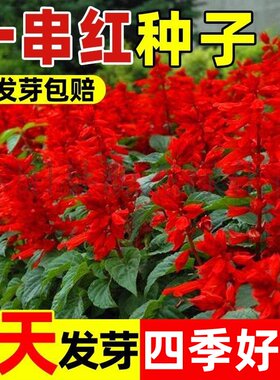 正宗矮一串红种子矮串红高串红四季种籽易种活开花耐寒串串红花卉