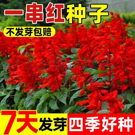 正宗矮一串红种子矮串红高串红四季种籽易种活开花耐寒串串红花卉