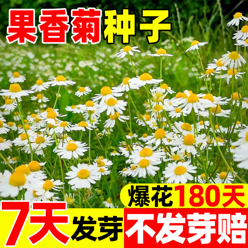 果香菊种子四季洋甘菊小雏菊春白家庭园艺种子