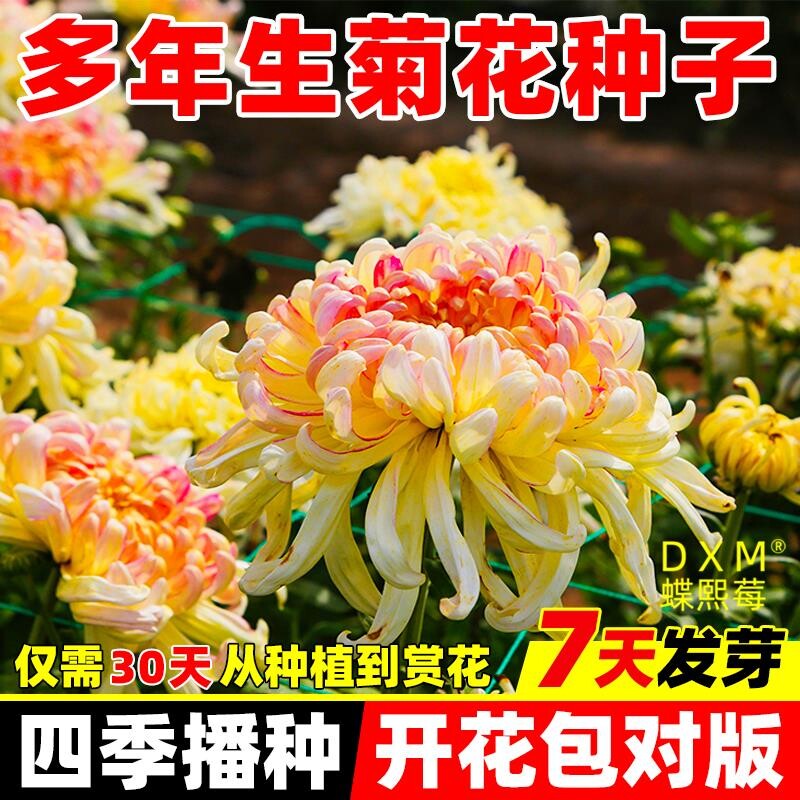 菊花种子四季易活开花九月菊乒乓菊金盏菊花种籽阳台庭院盆栽花苗