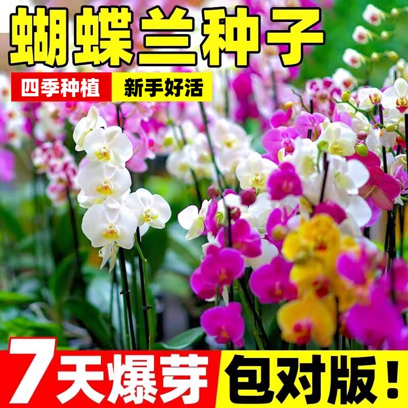 蝴蝶兰种子四季开花易成活多年生花种籽兰花大苗种籽阳台庭院盆栽