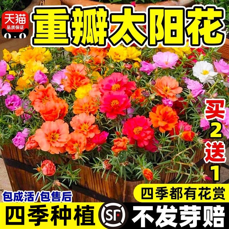 重瓣太阳花种子籽野花组合子孑四季播种开花室内外观花卉植物花籽