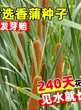 香蒲种子四季种植易活水蜡烛多年生落叶宿根挺水型东方香蒲草种籽