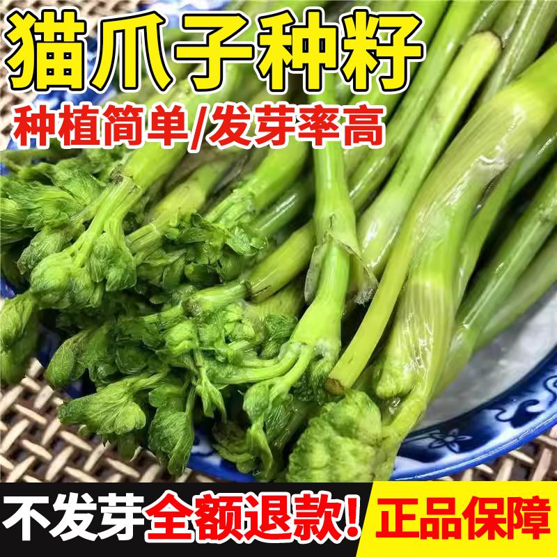 野生猫爪菜种籽东北野菜正宗唐松菜种子猴腿菇蕨菜四季种高产菜籽