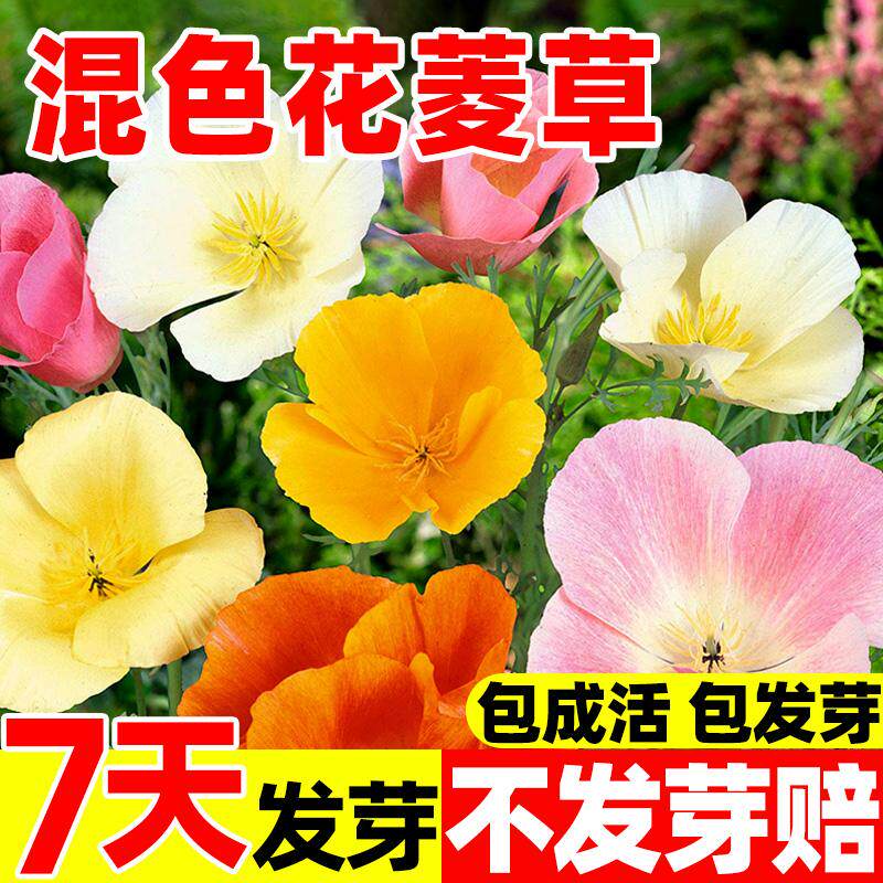 混色花菱草种子加州虞美人金英花洋丽春宿根花籽阳台庭院花海种植