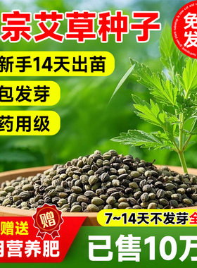 端午艾草种子艾草籽种艾叶靳野生香药用食用青团艾青蒿四季驱蚊草