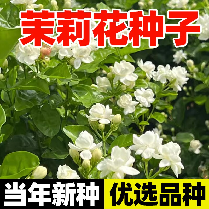 白茉莉花种籽子紫茉莉四季种开花庭院阳台盆栽花卉五彩地雷花种籽