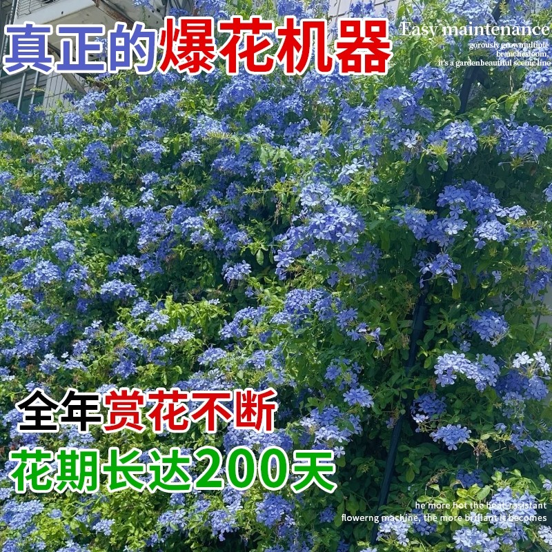 蓝雪花种子四季开花易活多年生花种籽阳台庭院盆栽爬藤花卉植物苗