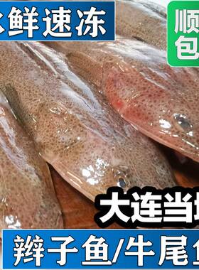 辫子鱼4斤大连本地牛尾鱼箭头子鱼竹甲牛尾鱼百甲拐子老头鱼狗腿