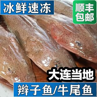 辫子鱼4斤大连本地牛尾鱼箭头子鱼竹甲牛尾鱼百甲拐子老头鱼狗腿