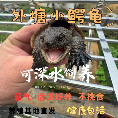 纯血统北美杂佛鳄龟宠物龟活物霸气正宗鳄龟凶猛观赏宠物食肉龟