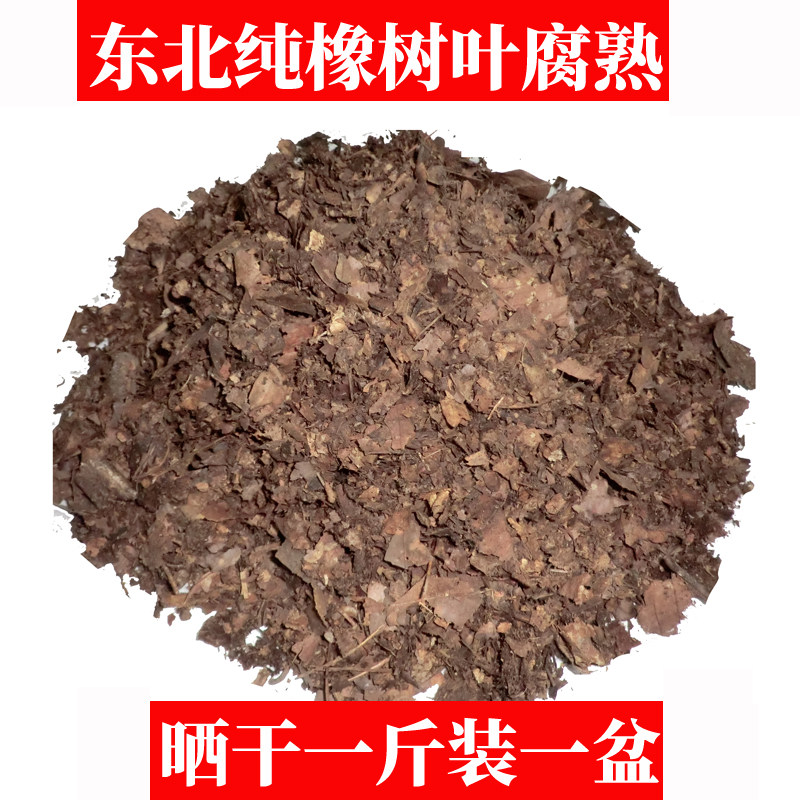 东北橡树叶腐熟君子兰专用橡树叶干腐叶土兰花杜鹃有机营养腐殖土