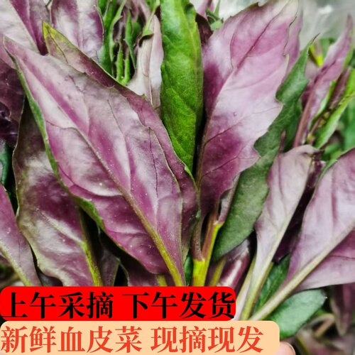血皮菜新鲜紫背天葵新鲜现摘现发