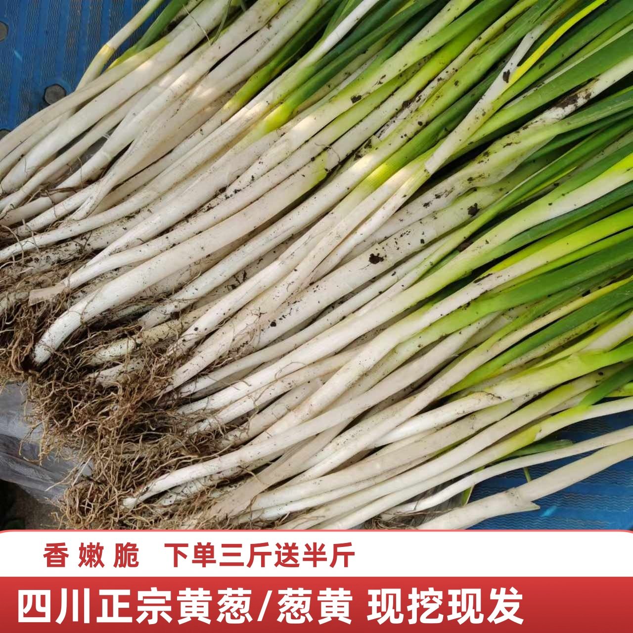 四川黄葱新鲜（送半斤）四川葱黄新鲜葱黄新鲜四川本地大葱新鲜,水产肉类/新鲜蔬果/熟食,葱类,淘宝优惠券,粉丝福利购,淘宝优惠卷