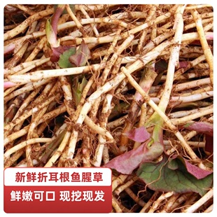 四川扎耳根新鲜鱼腥草新鲜猪鼻孔现挖野菜新鲜扎尔根