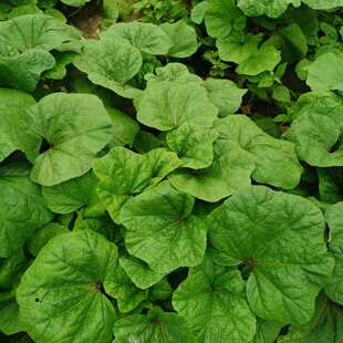 四川冬寒菜新鲜冬寒菜新鲜冬汉菜东苋菜四川蔬菜马蹄菜乐山发货