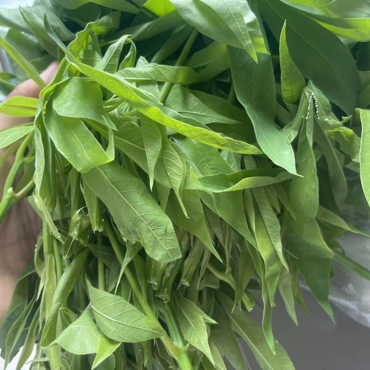 云南本地新鲜木薯叶子