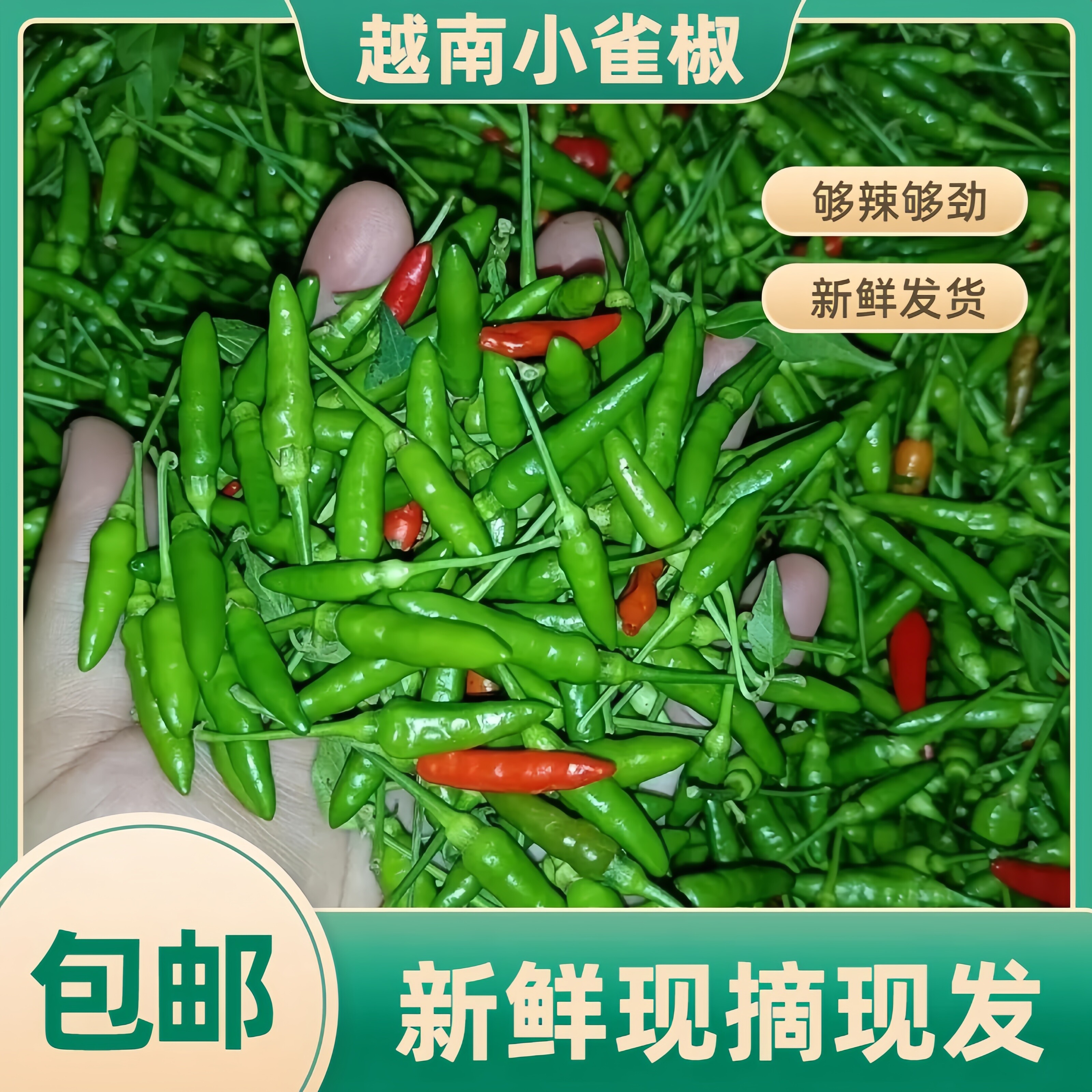 越南小雀辣新鲜正宗小米辣云南辣椒广西指天椒泡椒吃播餐厅魔鬼辣