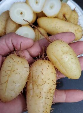 越南毛薯 Cu lun Viet Nam 500g