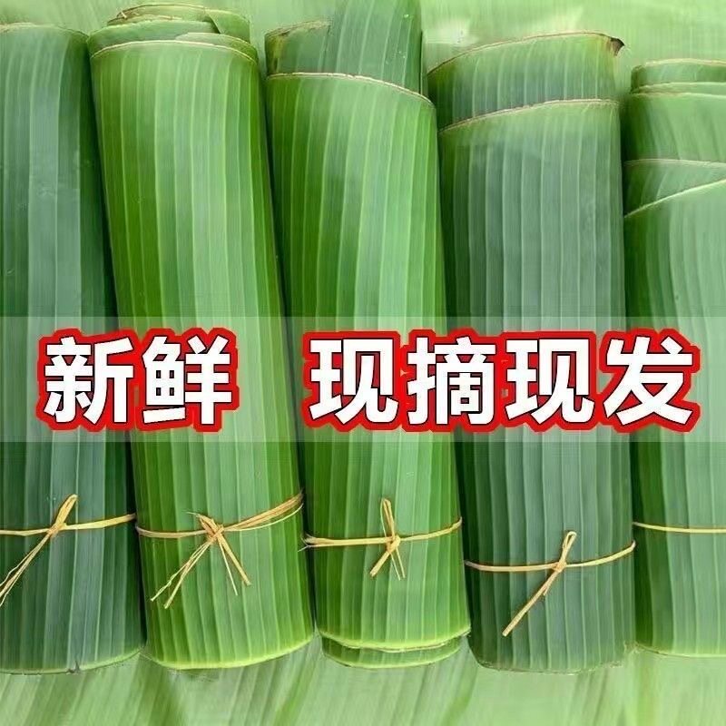 广西野生蕉叶新鲜现香蕉叶芭蕉叶包糍粑包粽子摆盘新鲜现摘芭蕉叶