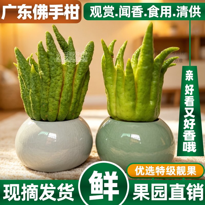 带枝佛手柑广佛手柑清供观赏水培把玩插花新鲜香橼果办公室绿植图片