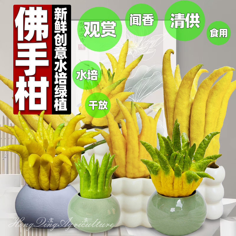 带枝佛手柑广佛手柑清供观赏水培把玩插花新鲜香橼果办公室绿植图片