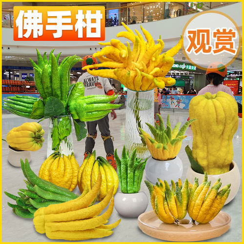 佛手柑观赏带枝水养广佛手柑清供观赏水培插花室内水培植物香橼果