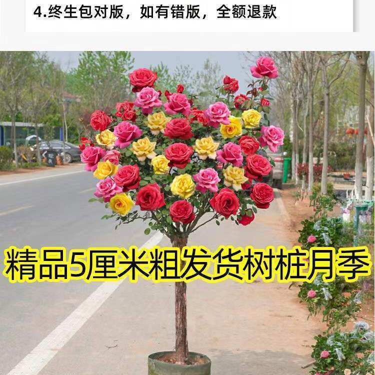 精品树状月季树形树桩月季花苗植物品种月季 大花月季 嫁接月季花