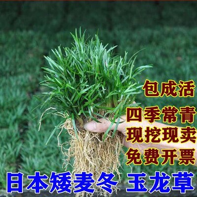 日本矮麦冬草耐寒别墅庭院园林绿化草坪植物带土麦冬草苗玉龙草