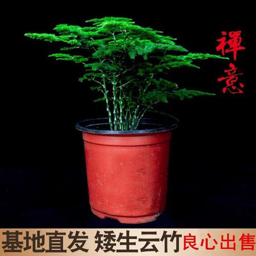 原盆云竹球唐山云竹盆栽唐山文竹矮生云竹云松竹植物