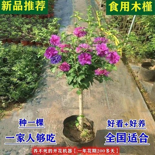 耐寒可食用木槿绿植庭院四季开花