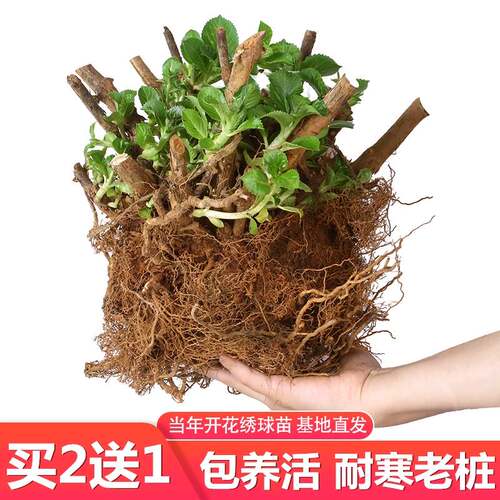绣球花苗老桩无尽夏盆栽花卉四季开花室内外阳台庭院植物好养易活