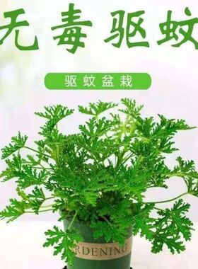驱蚊草驱蚊植物室内防蚊香草驱蚊子绿植花卉香叶天竺葵盆栽地栽苗