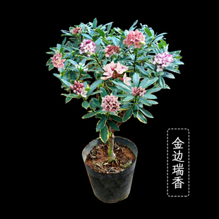 瑞香花金边瑞香盆栽四季浓香型老桩客厅花卉植物室内耐寒开花易活