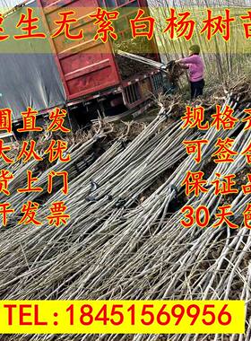 白杨树苗107速生3804速生无絮杨杨树苗扦插枝条植树造林 白杨苗