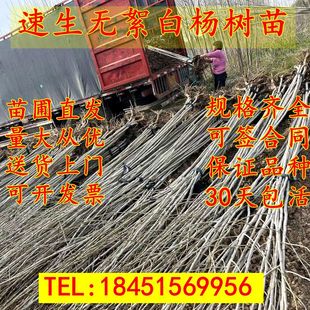 白杨树苗107速生3804速生无絮杨杨树苗扦插枝条植树造林 白杨苗
