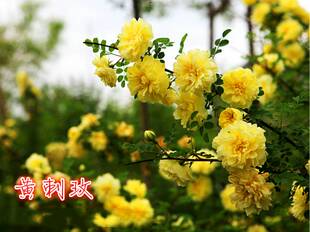 黄刺玫苗黄刺梅苗红刺玫苗庭院绿化重瓣耐寒耐旱工程绿化红刺梅苗