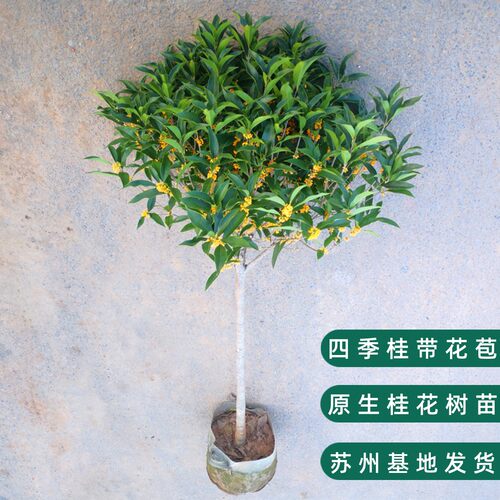 原生桂花树苗原土球发货